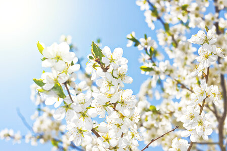White Spring Flowers photo