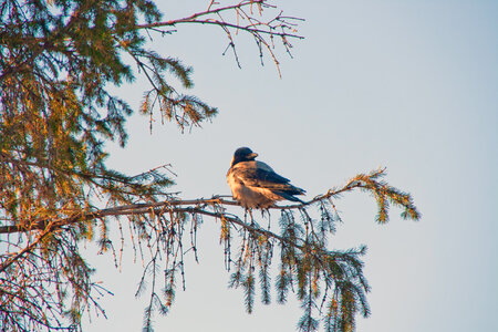 Crow photo