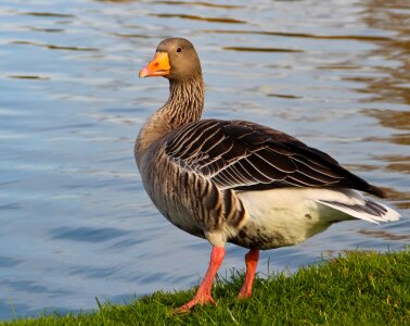 Geese water bill photo