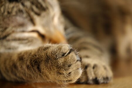 Cat's paw paw print fluffy photo