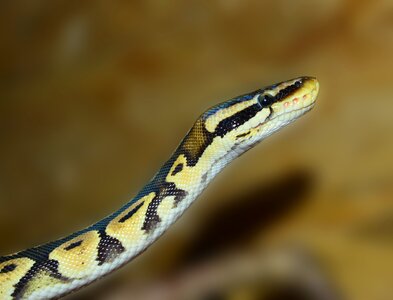 Animal scale beauty