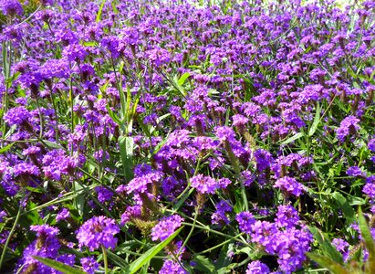Purple nature coloured meadow