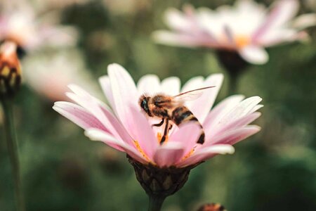 Animal arthropod beautiful flowers