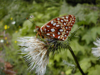 Oregon silverspot butterfly photo