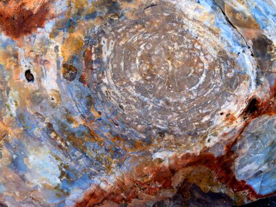 Fossil wood silicified wood wood opal