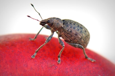 Bug animal macro
