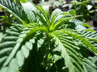 Cannabis green plant