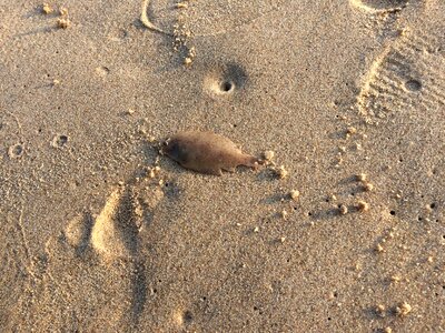 Beach sand animal photo