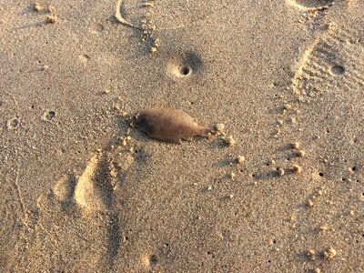 Beach sand animal