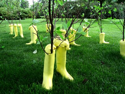 Boots grass shrubs