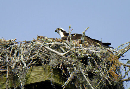 Osprey sits on a nest on a constructed nesting platform photo