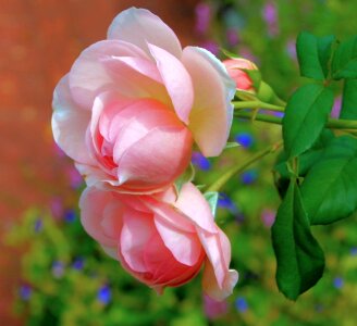 Fragrant buds romance photo