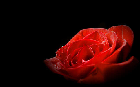 Red rose on black photo