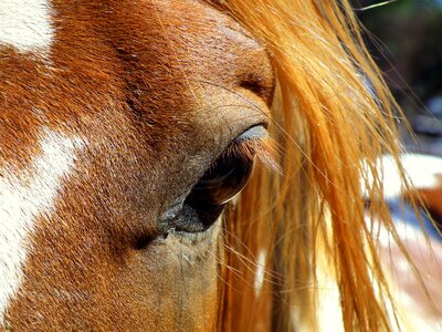 Face close-up mare photo