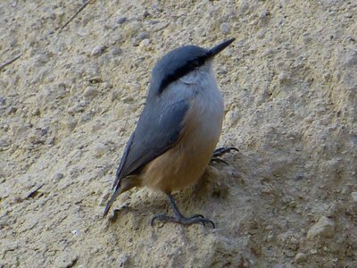 Stone wall bird young bird
