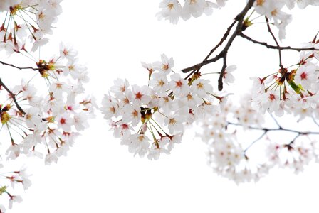 Cherry flowers flower horn affix