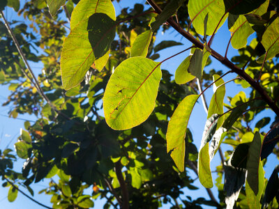 Leaves on Plant photo