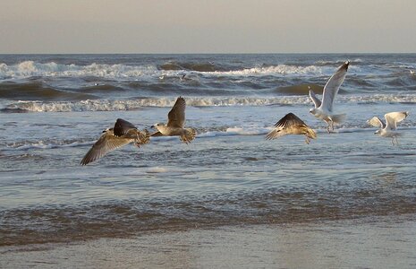 Seagulls sea beach