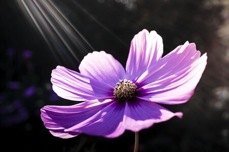 Pink flower spring plant photo