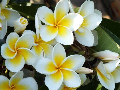 Flower tropical plants a hawaiian photo