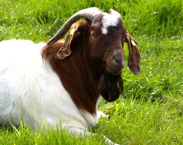 Sheep horns meadow photo