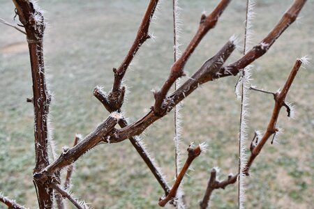 Branches cold frost