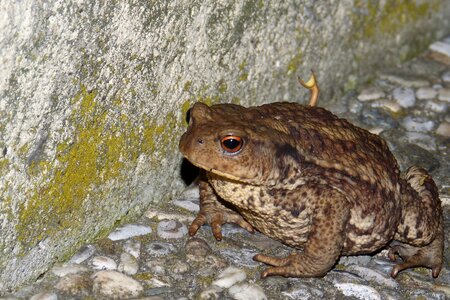 Common toad warts bufo bufo photo