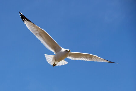 Seagull gliding in the air photo