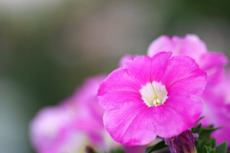 28 Flower
