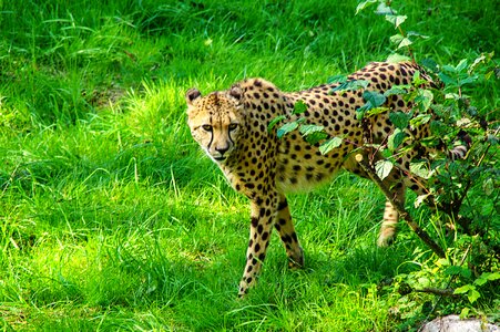 Cat tiergarten acinonyx