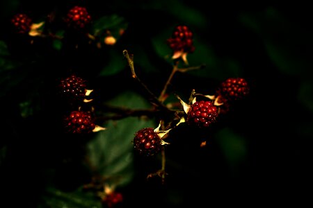 Beautiful Flowers berry blackberry photo