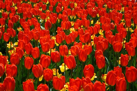 Tulips Background photo