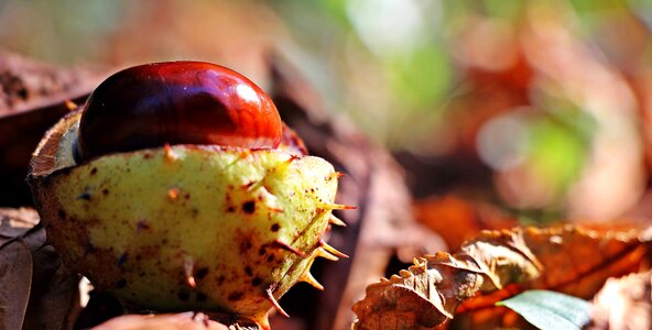 Autumn autumn season chestnut photo