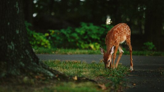 Deer On the Road photo