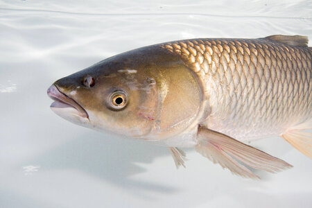 Grass Carp Adult-1 photo