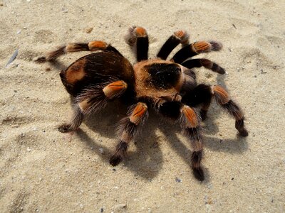 Mexican red knee poisonous brachypelma smithi spider photo