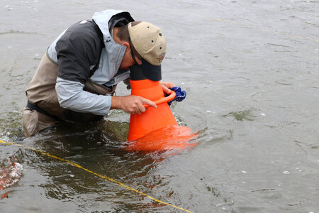 Searching for gravid females with a view bucket
