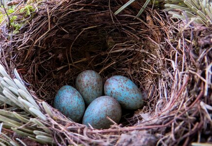 Egg bird eggs blue photo