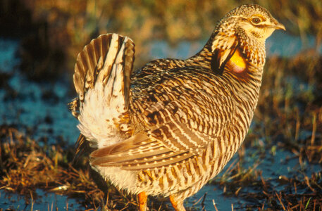 Attwater's Prairie-chicken photo