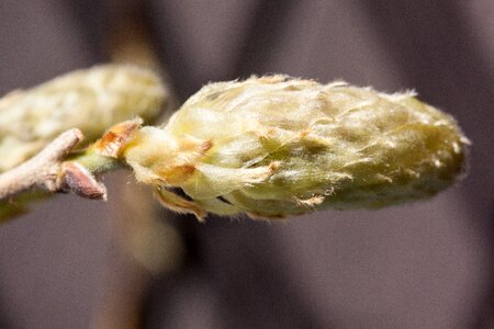 Glycinen ticular inflorescence