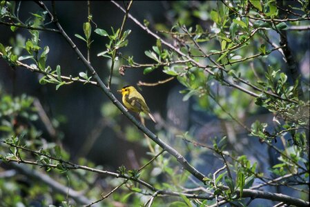 Bird song bird 