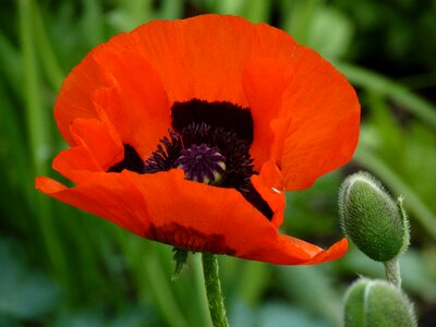 Poppy red flower