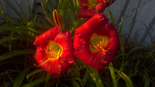 Red Lilies photo