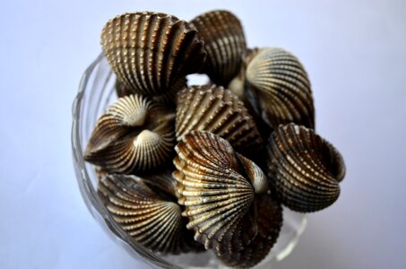 Shells In Bowl photo
