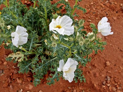 Yellow desert flora
