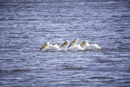 Group of Pelicans swimming in the water photo