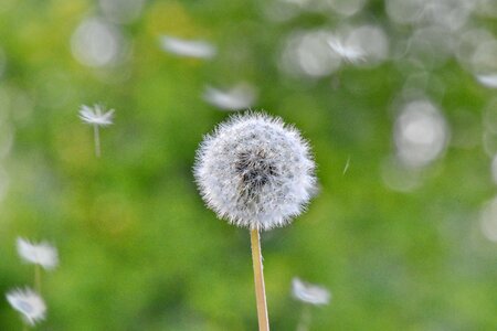 Dandelion grass plants spring time