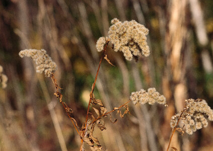 Vase of dried soft autumn flowers. Rabbit Tail Grass photo