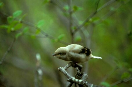 Bird northern shrike shrike