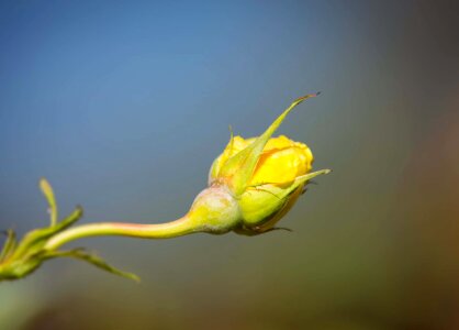 Beautiful Flowers biology blooming